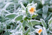 Bientôt les Saints de glace...Une sélection de romans pour se réchauffer !